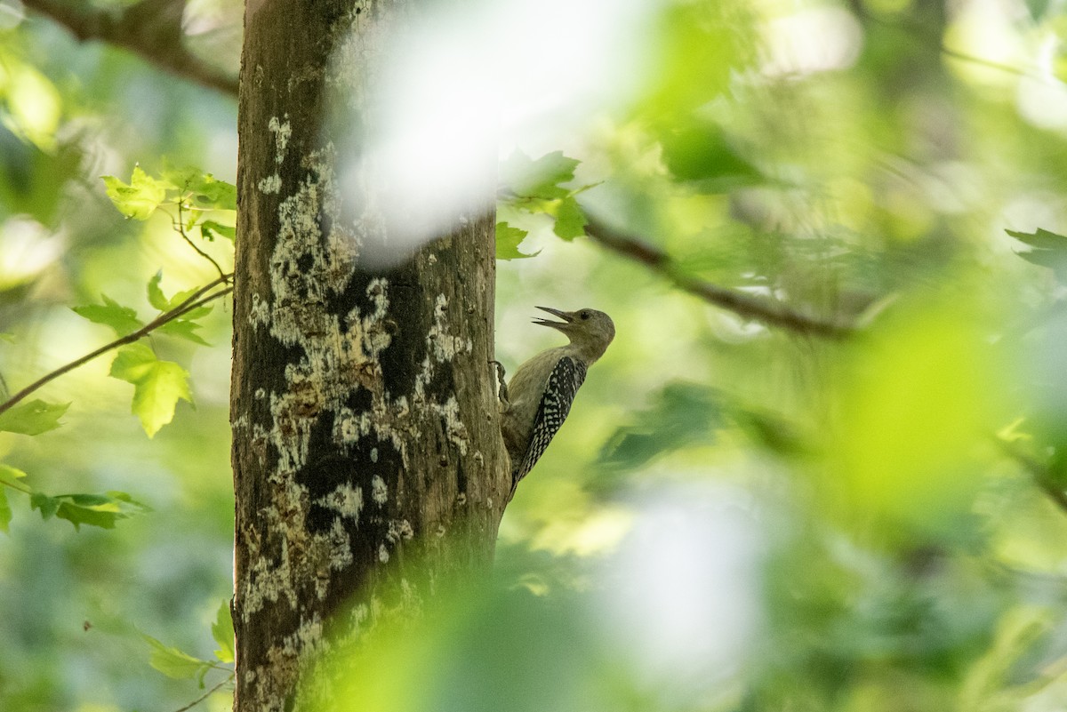 Red-bellied Woodpecker - ML248530211