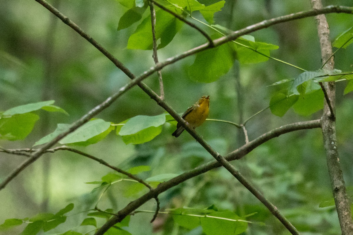 Prothonotary Warbler - Ian Campbell