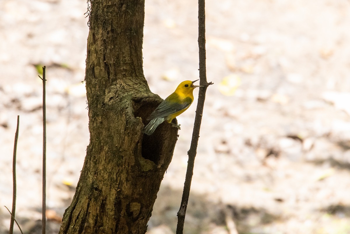 Prothonotary Warbler - ML248530241