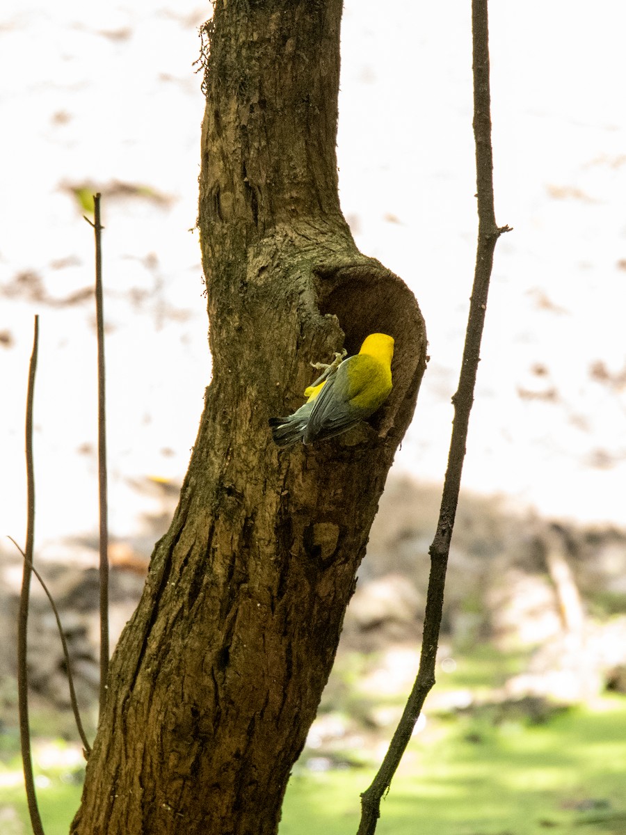 Prothonotary Warbler - ML248530271