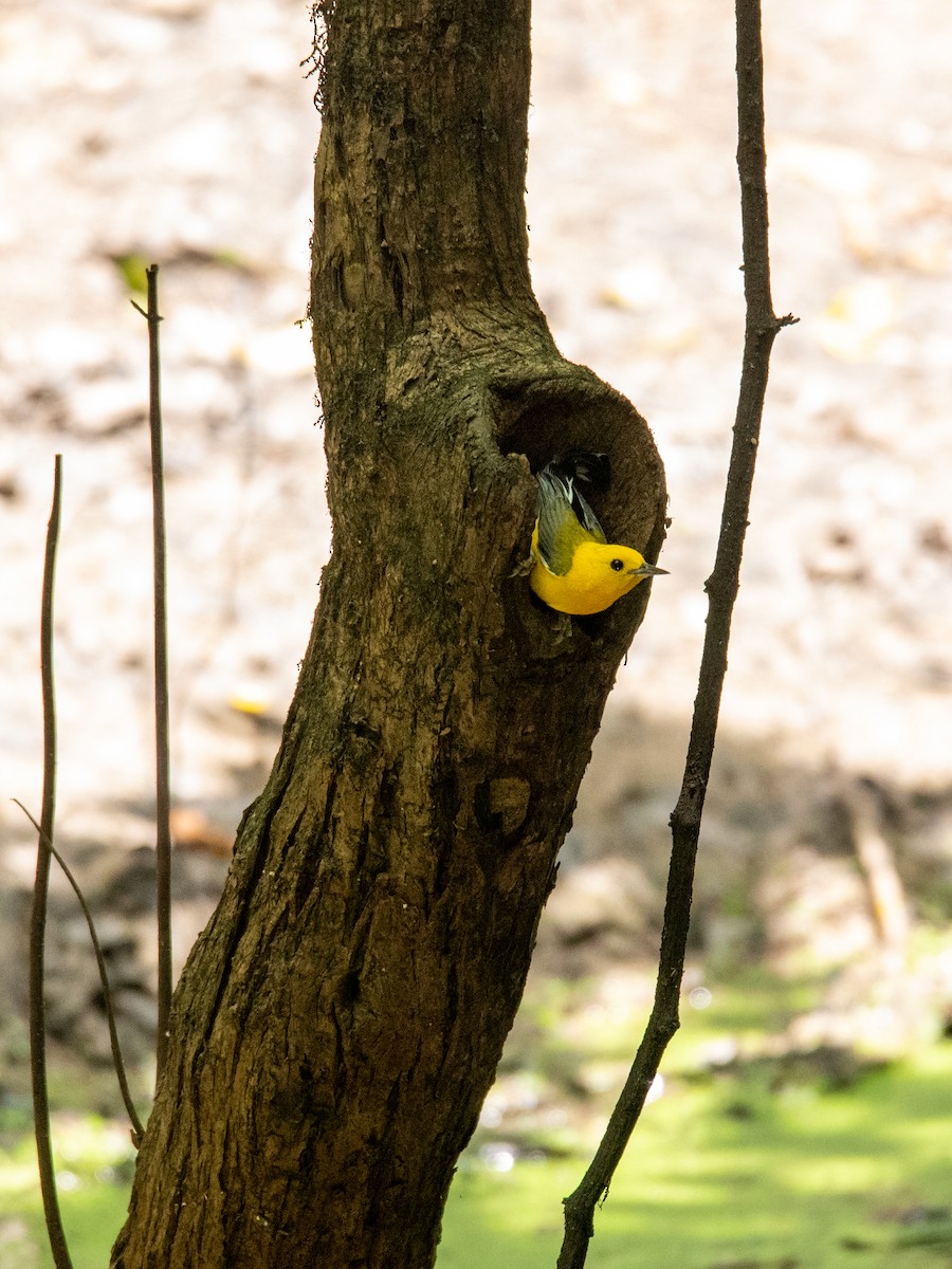 Prothonotary Warbler - ML248530341