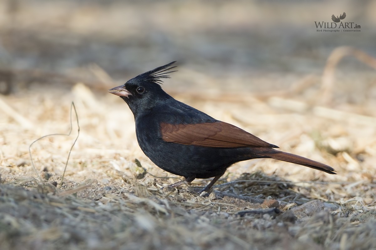 Crested Bunting - Esha Munshi