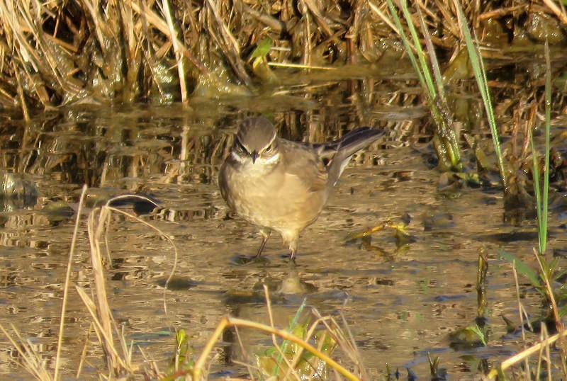 Buff-winged Cinclodes - ML248532271