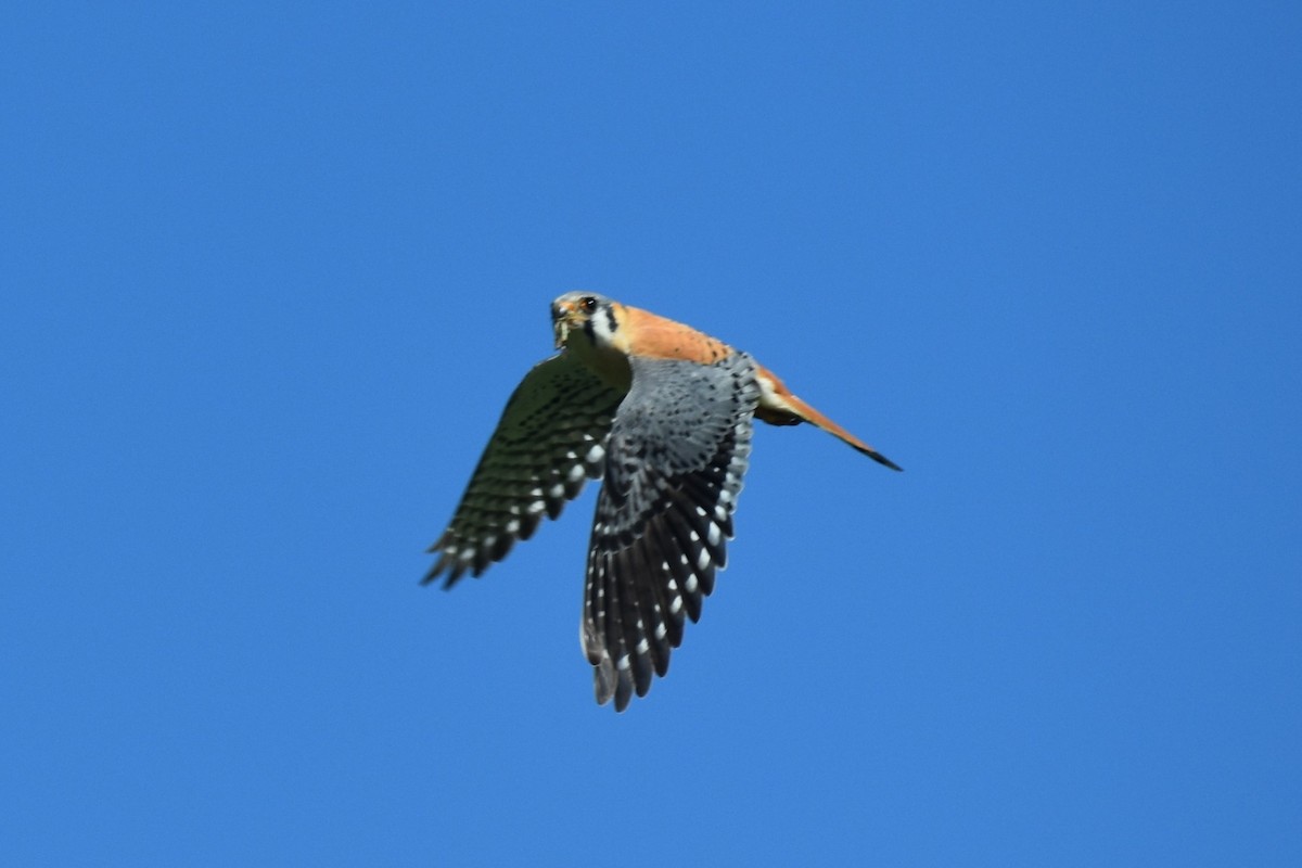 American Kestrel - ML248532461