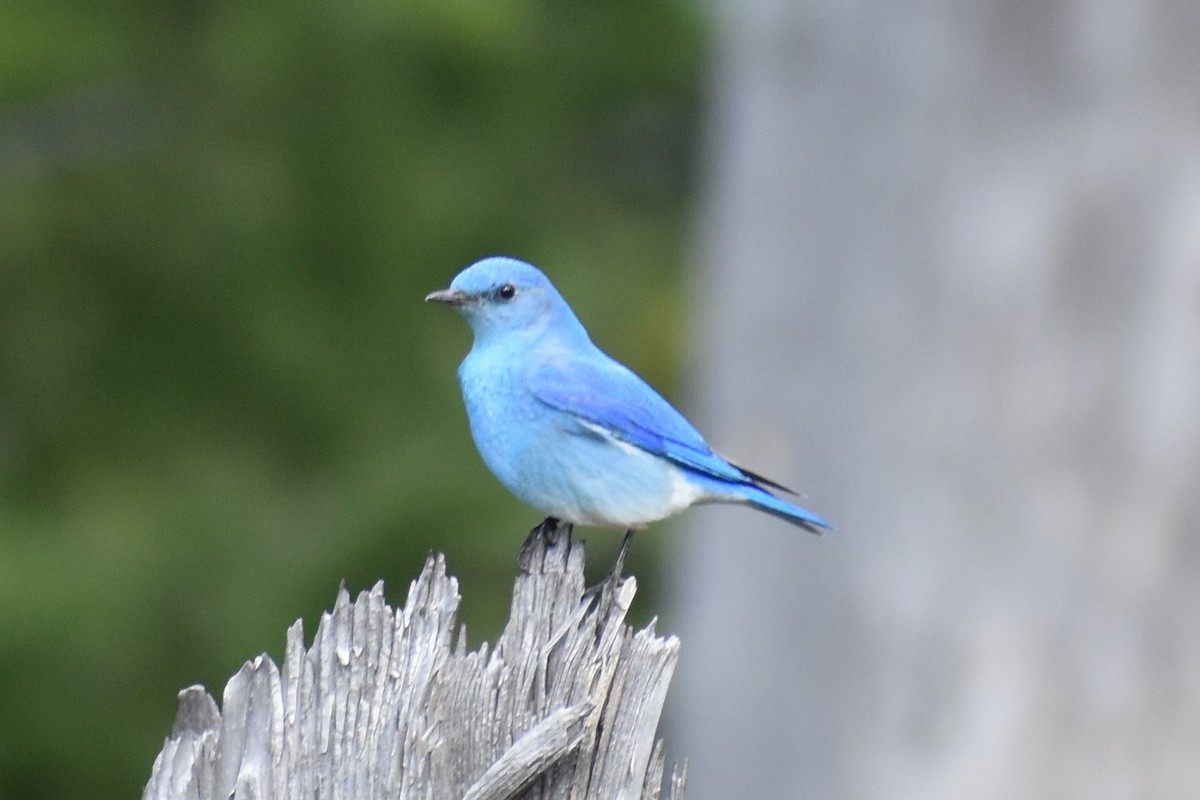 Mountain Bluebird - ML248532541