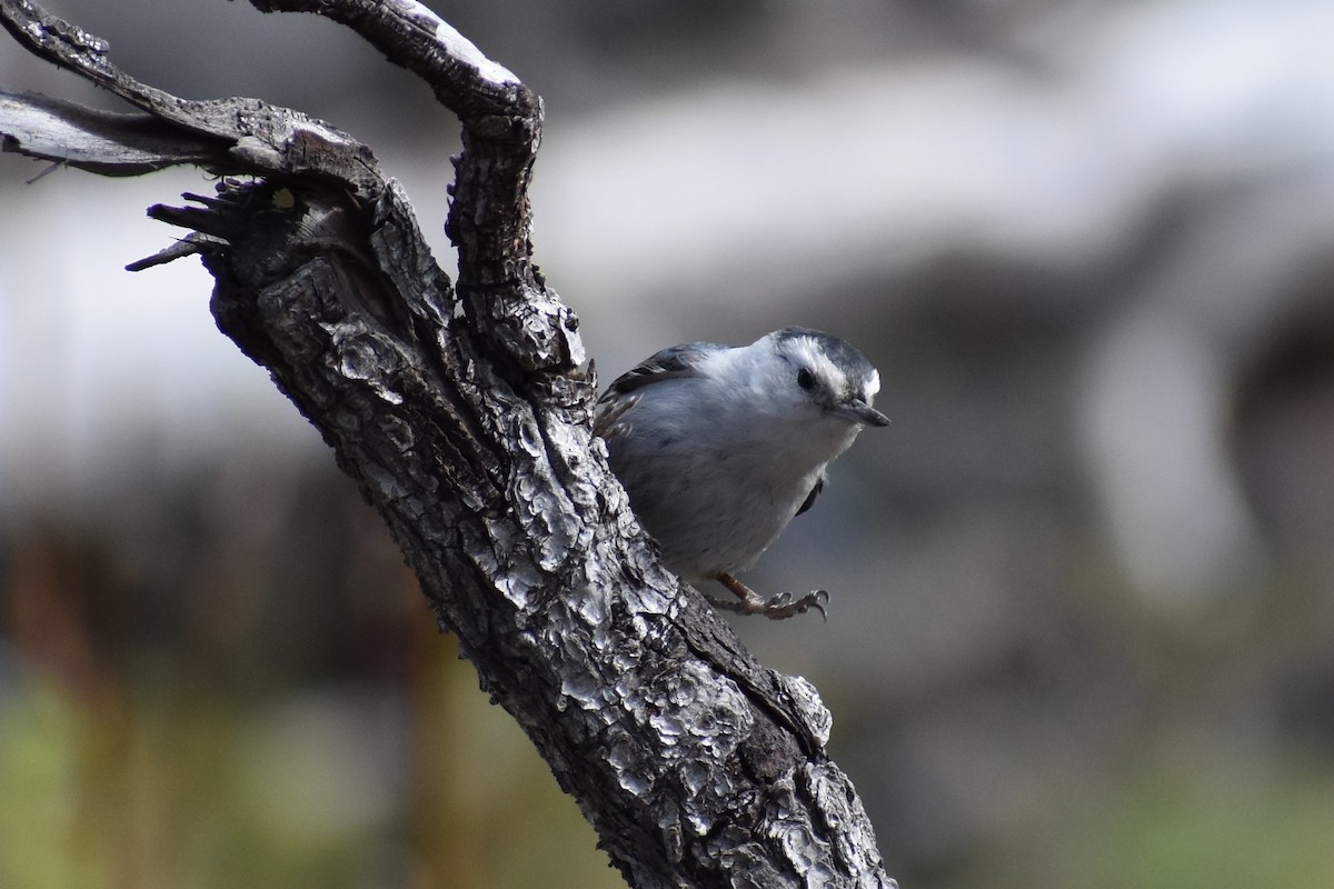 White-breasted Nuthatch - ML248532581