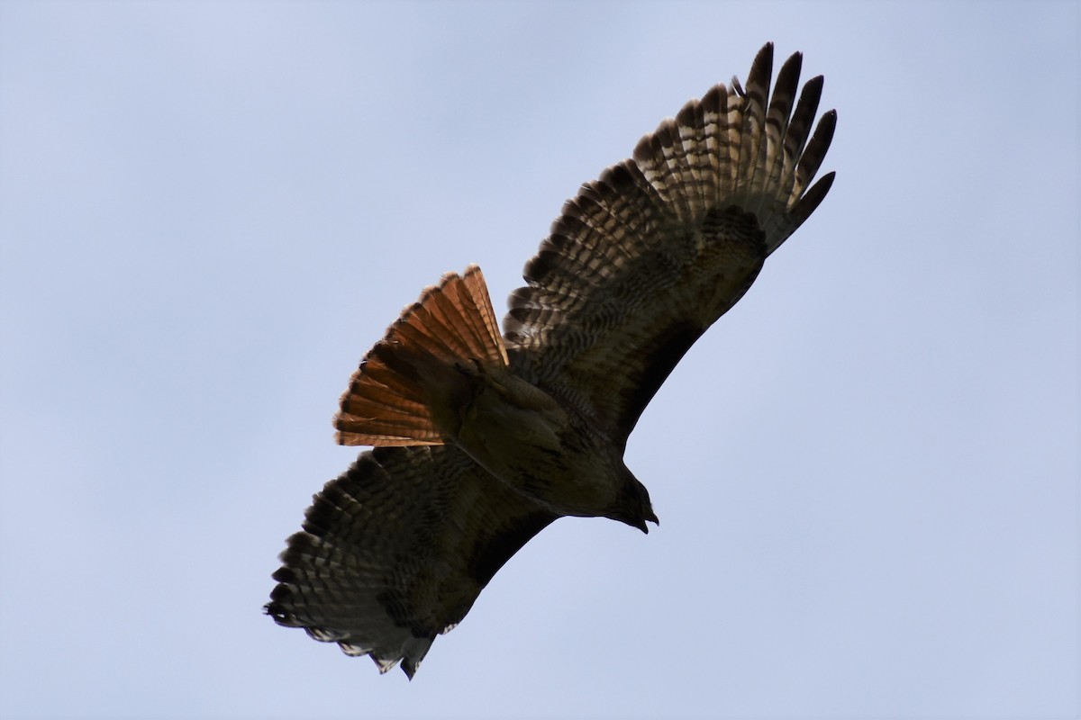 Red-tailed Hawk - ML248532731