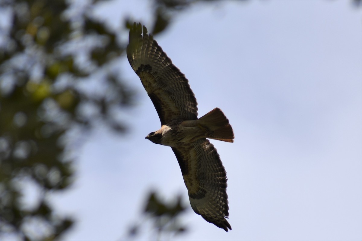 Red-tailed Hawk - ML248532741