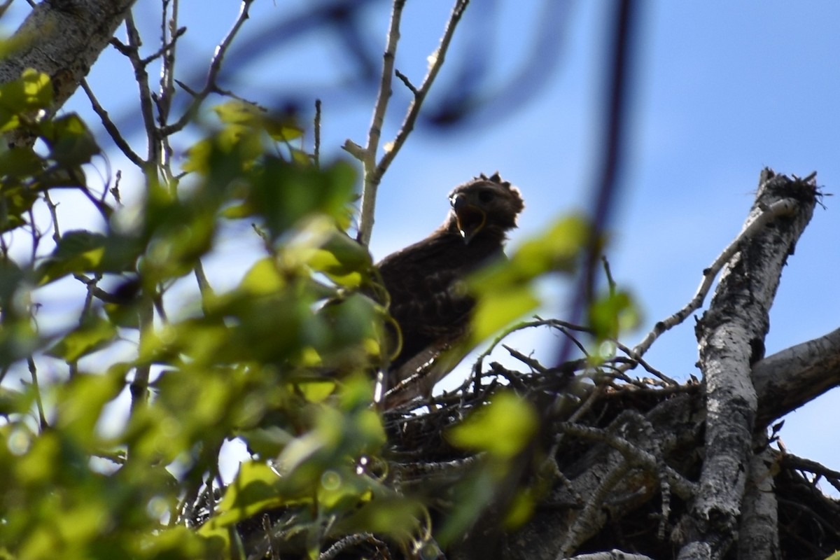 Red-tailed Hawk - ML248532751