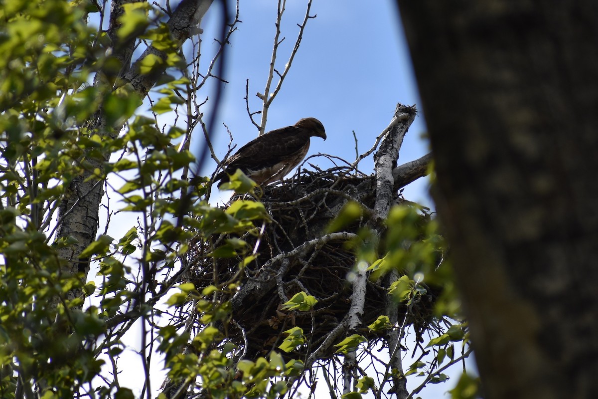 Red-tailed Hawk - ML248532761