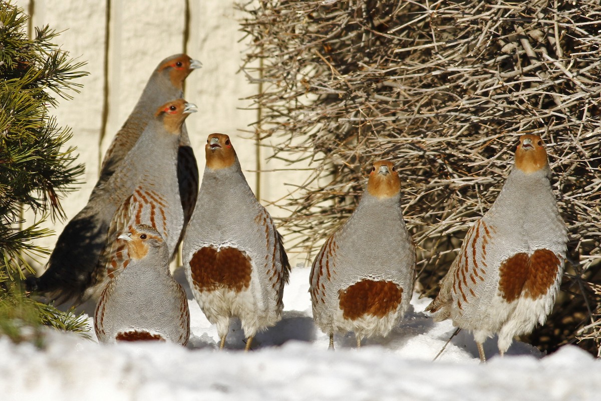 Gray Partridge - Donna Martin