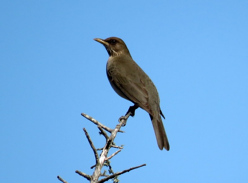 Creamy-bellied Thrush - Juan Muñoz de Toro