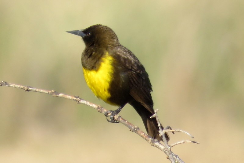 Brown-and-yellow Marshbird - Juan Muñoz de Toro