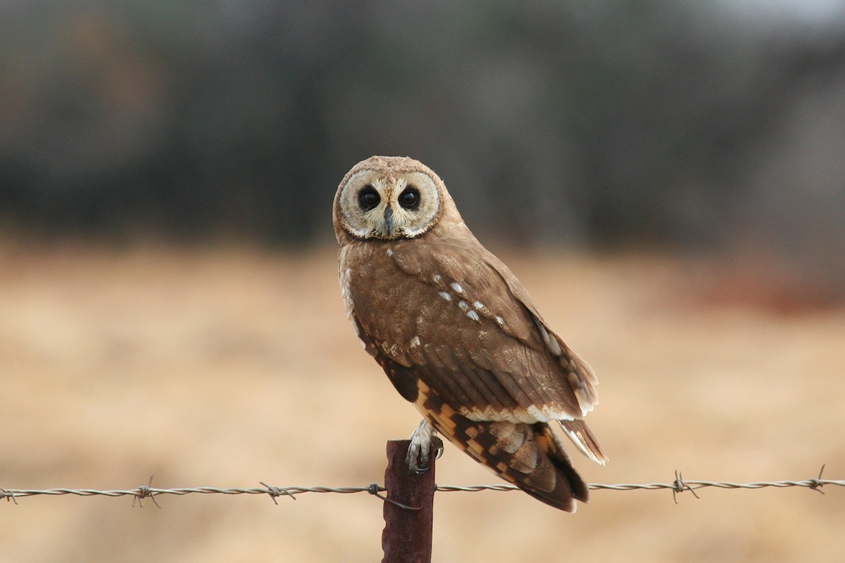 Marsh Owl - Don-Jean Léandri-Breton