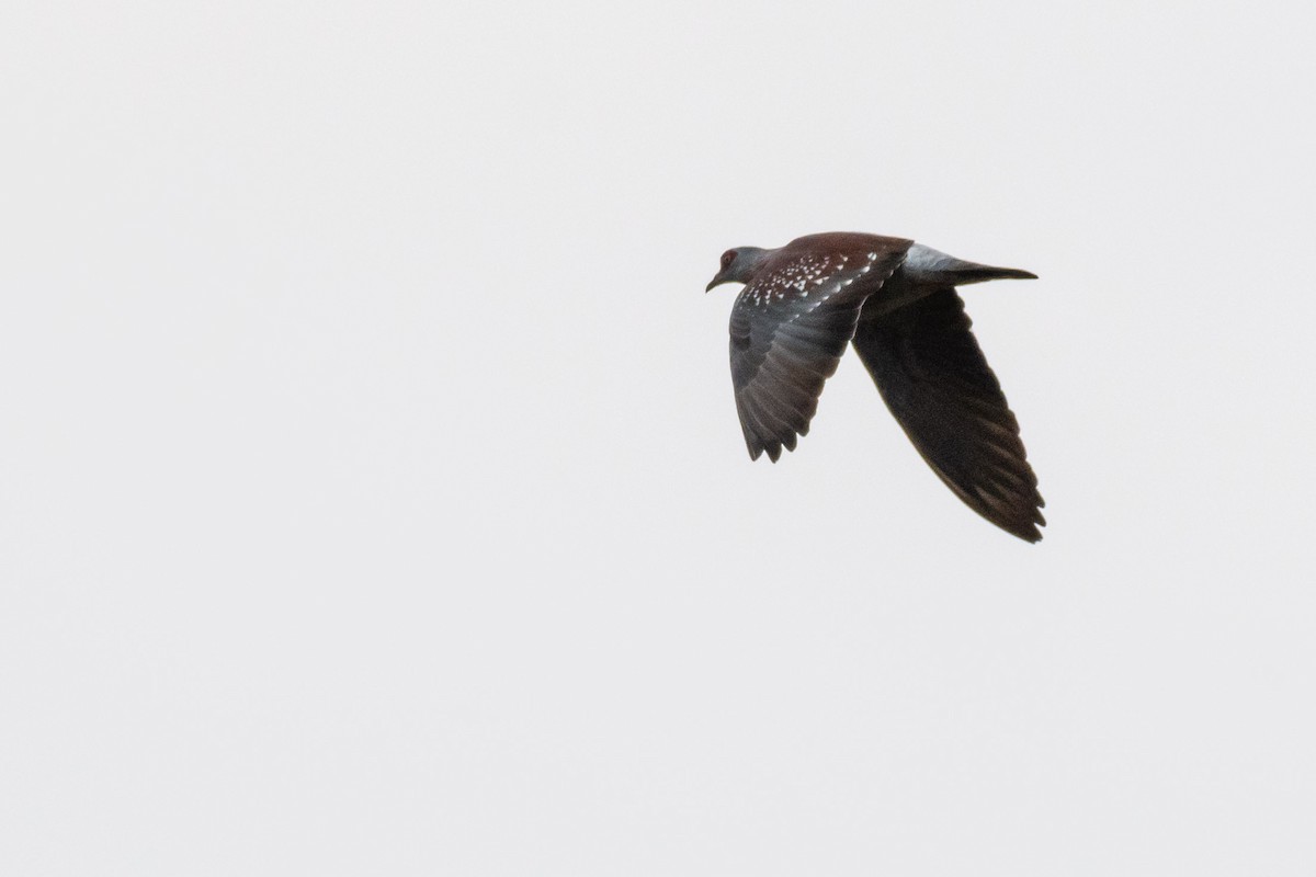 ウロコカワラバト - ML248533991