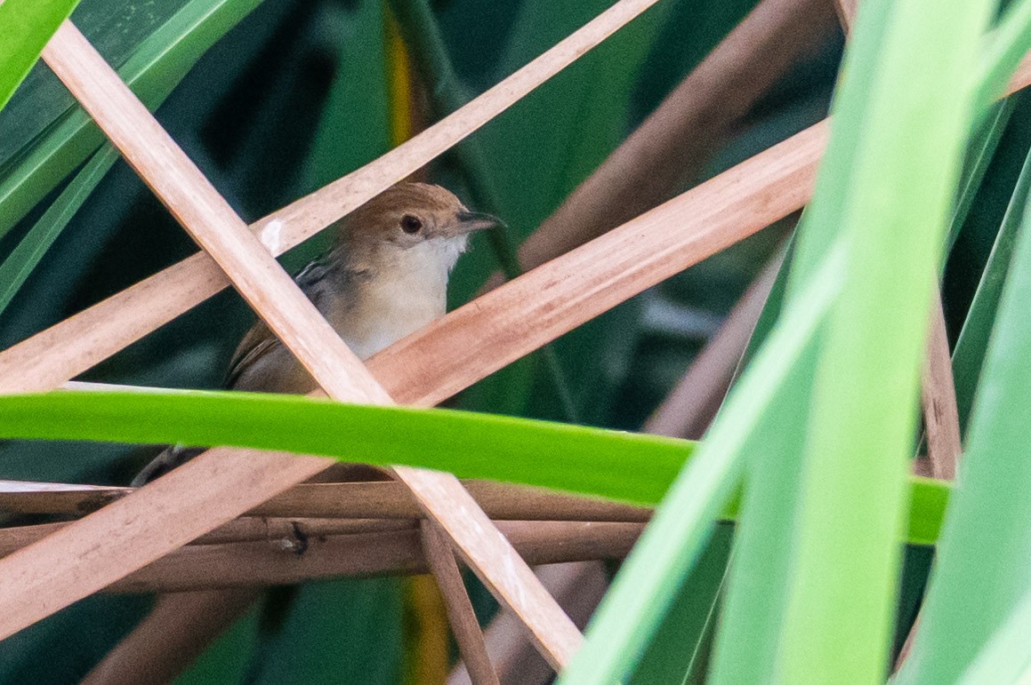 Winding Cisticola - ML248534091