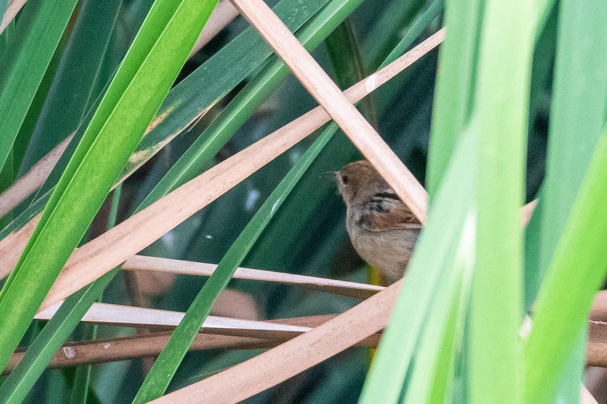 Winding Cisticola - ML248534101