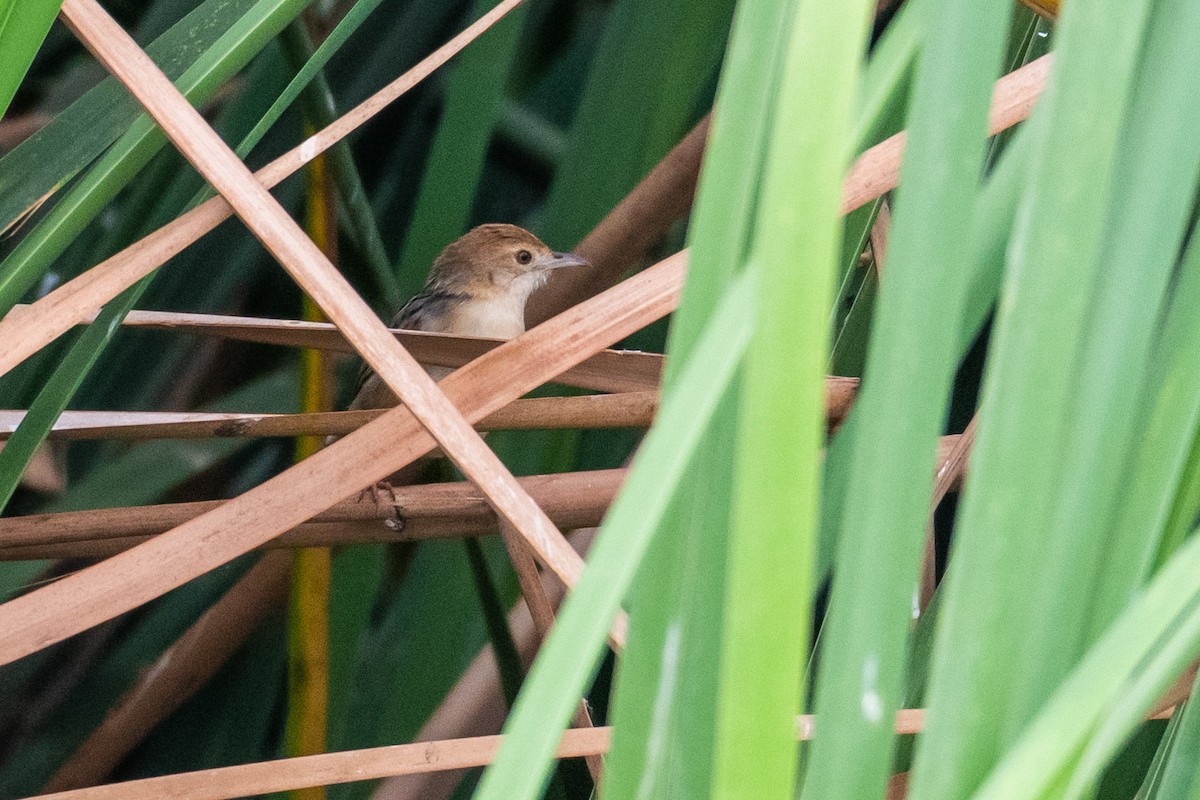 Winding Cisticola - ML248534111