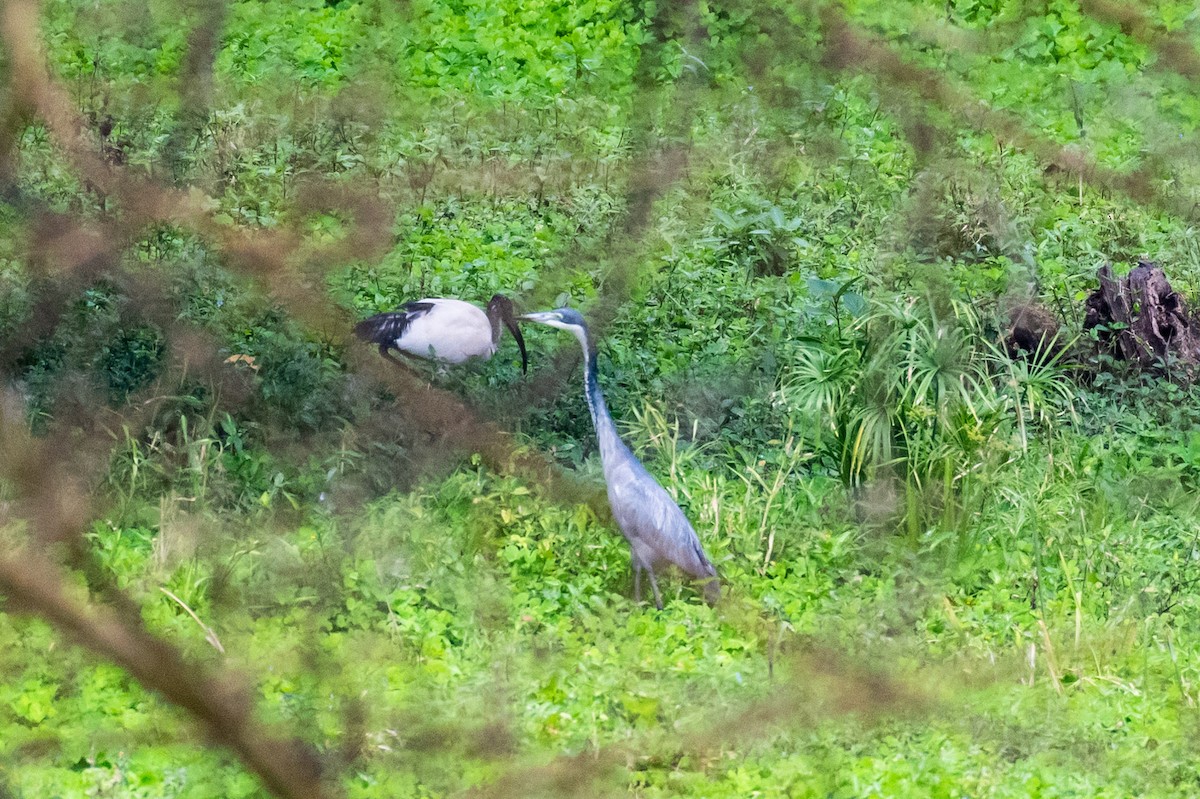 African Sacred Ibis - ML248534291