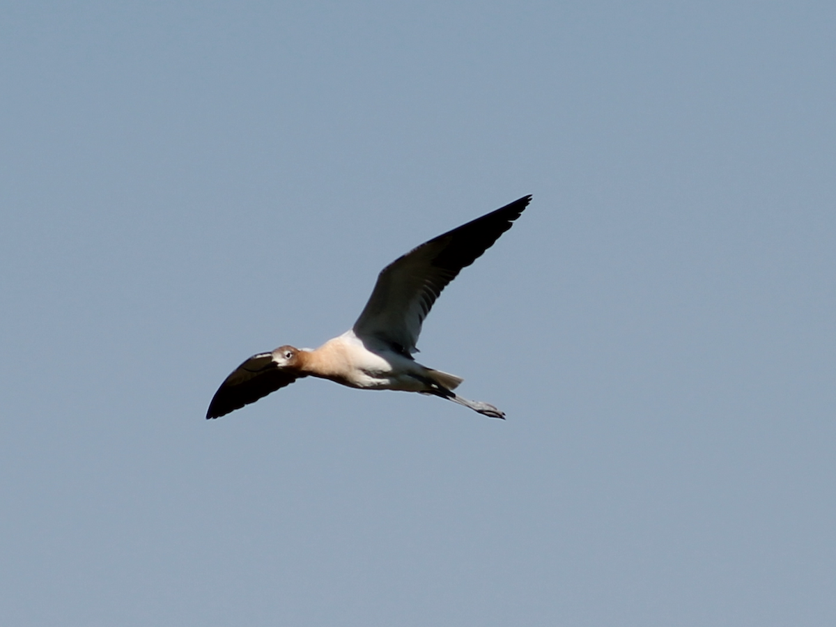 American Avocet - ML248536631