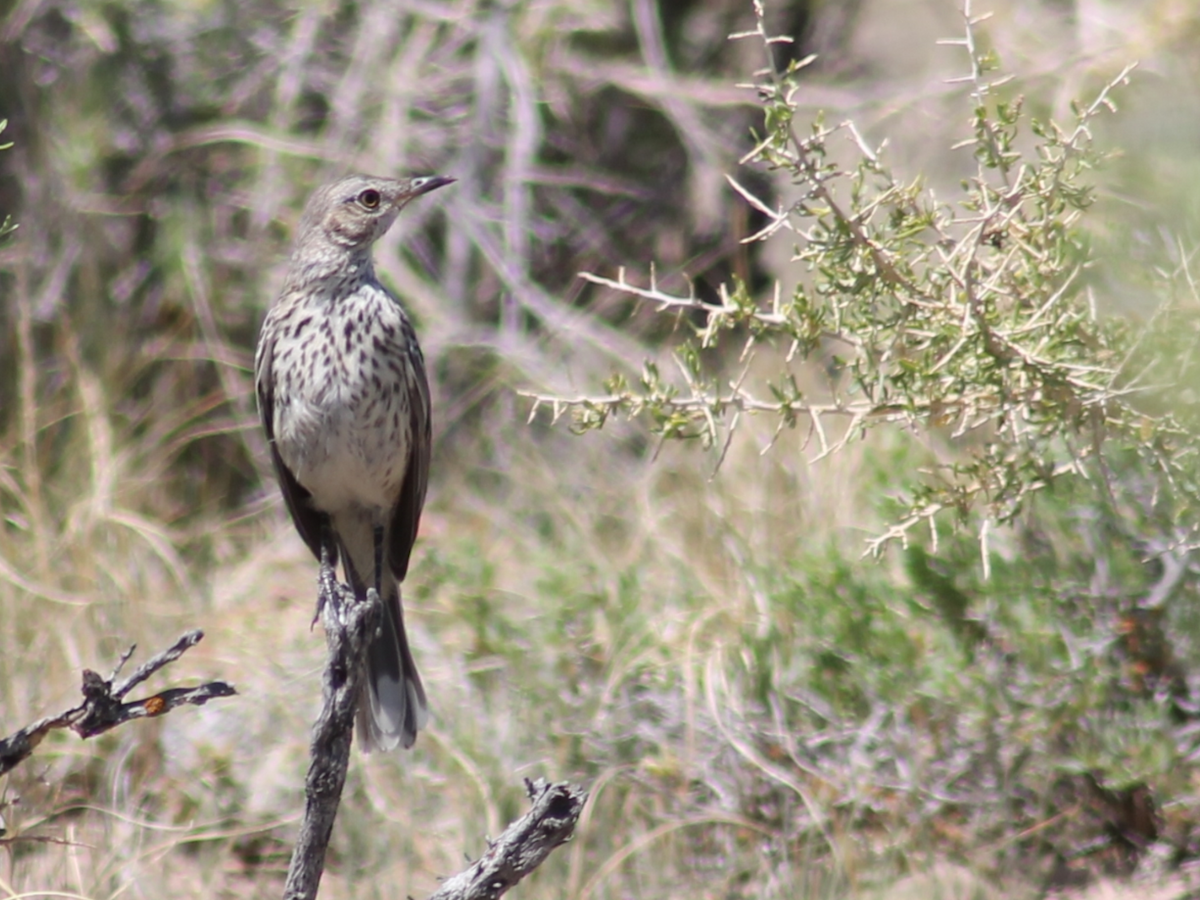 Sage Thrasher - ML248536771