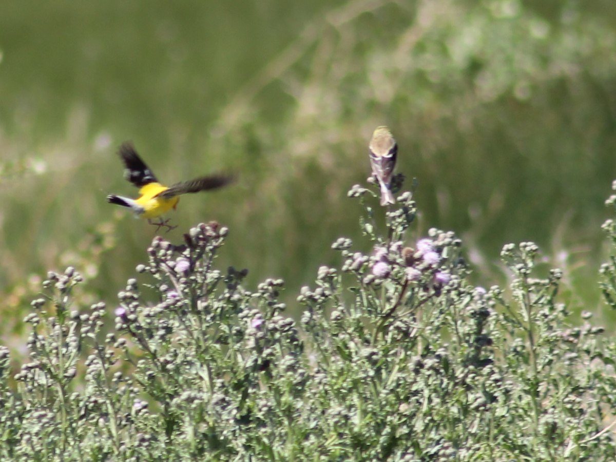 American Goldfinch - ML248536801