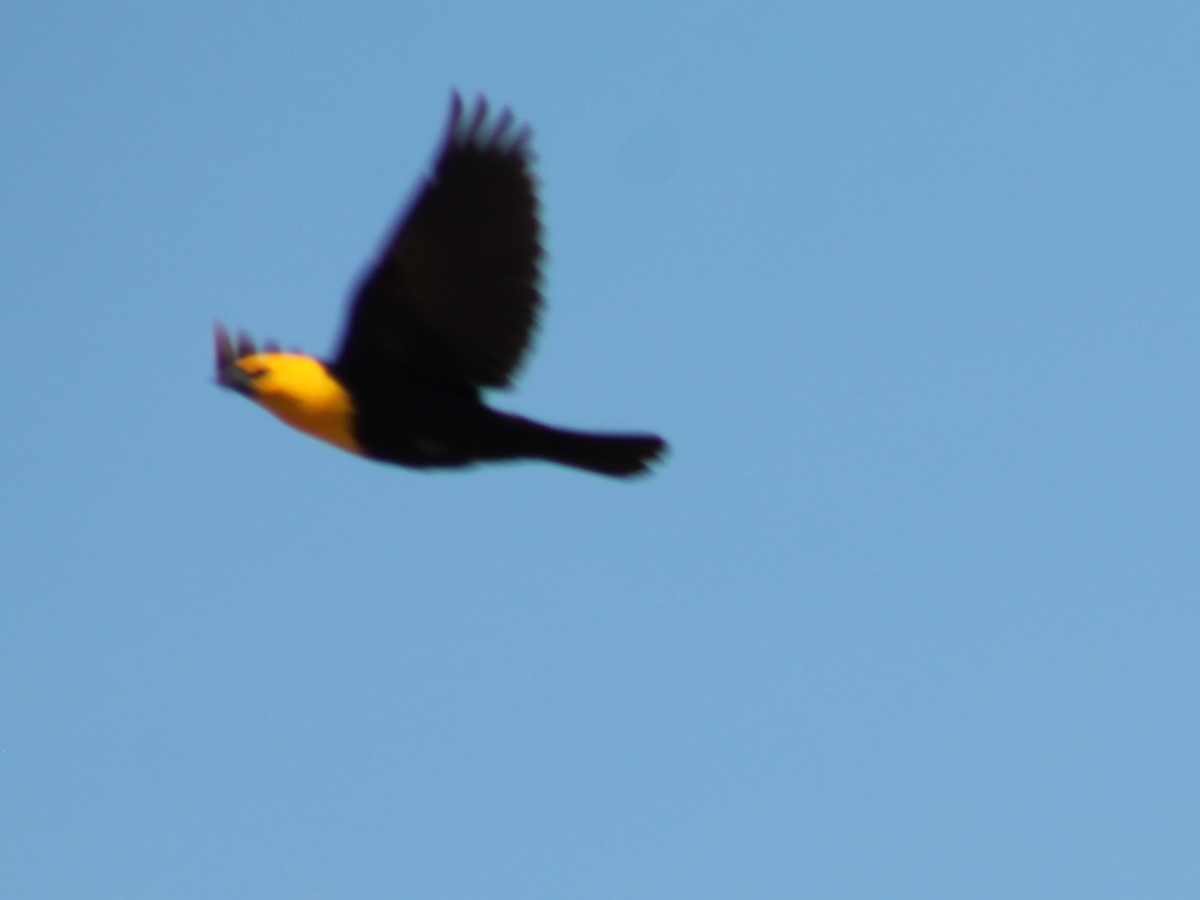 Yellow-headed Blackbird - ML248536841