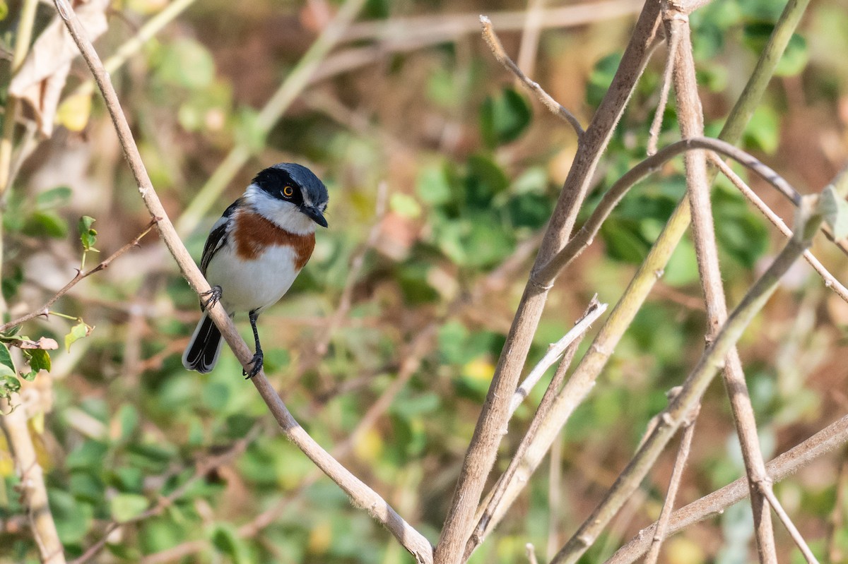Pygmy Batis - ML248537431
