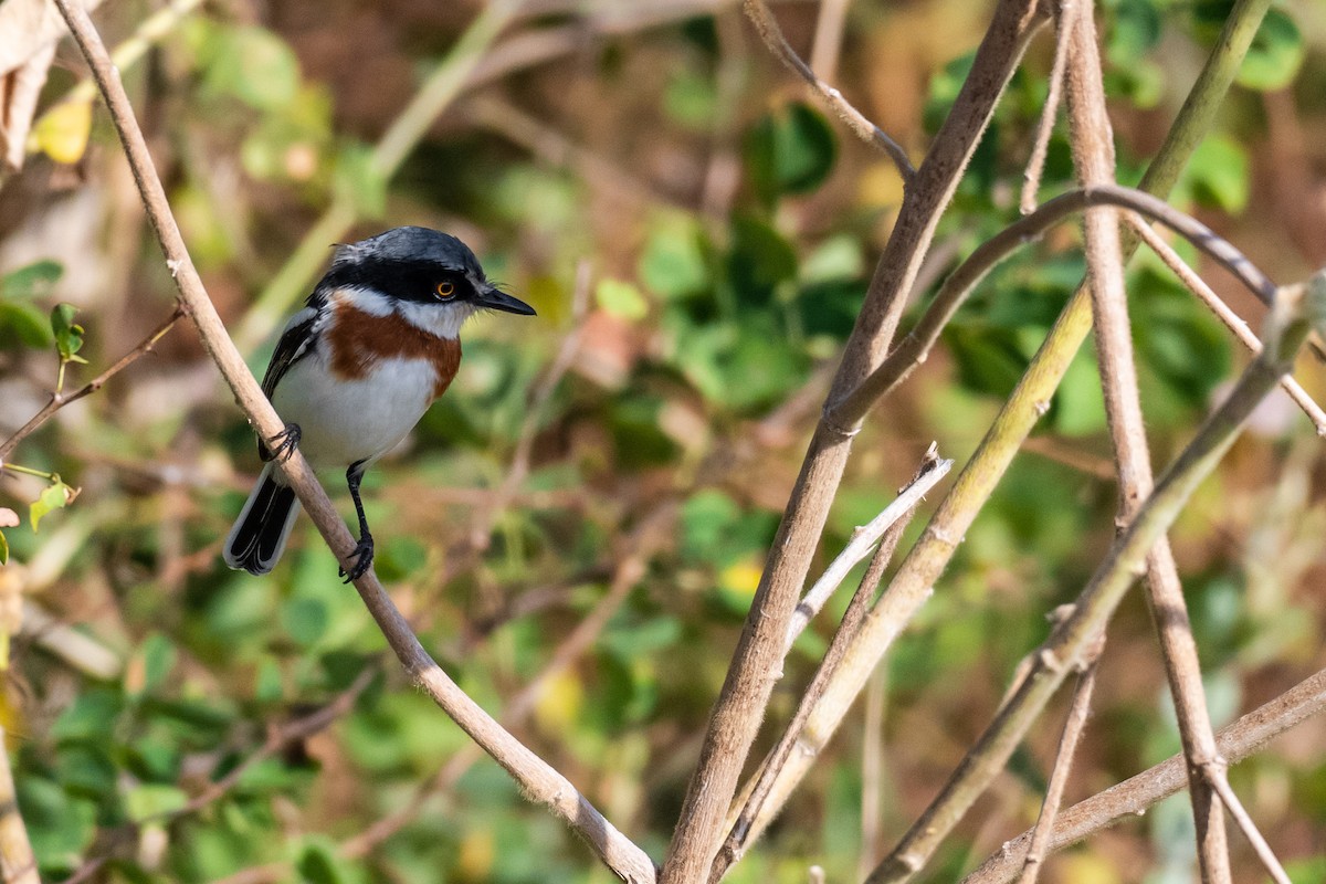 Pygmy Batis - ML248537441
