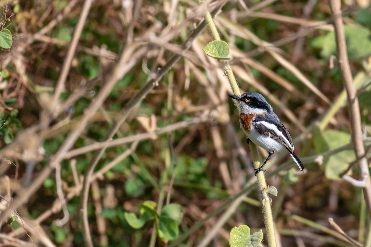 Pygmy Batis - ML248537451