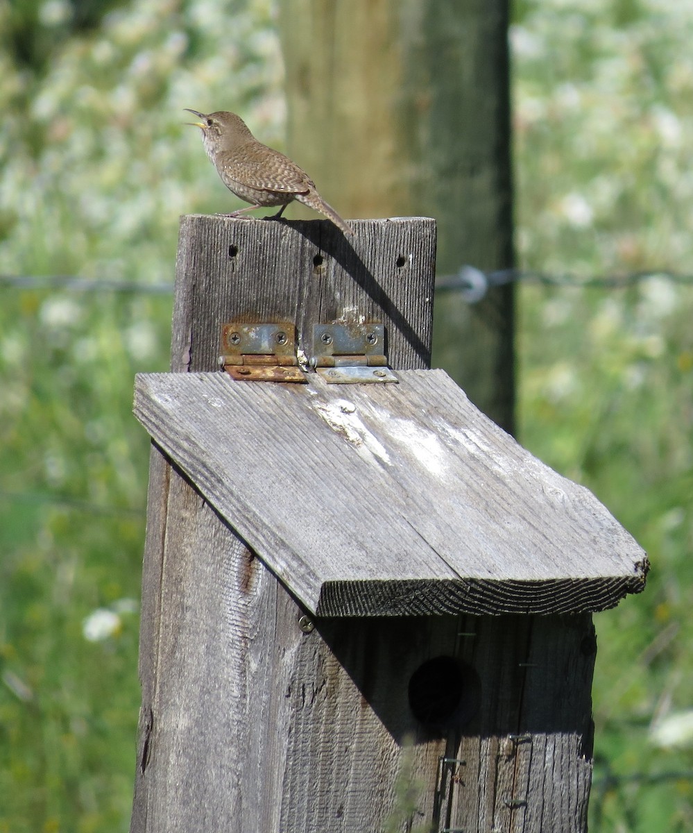 House Wren - ML248538701