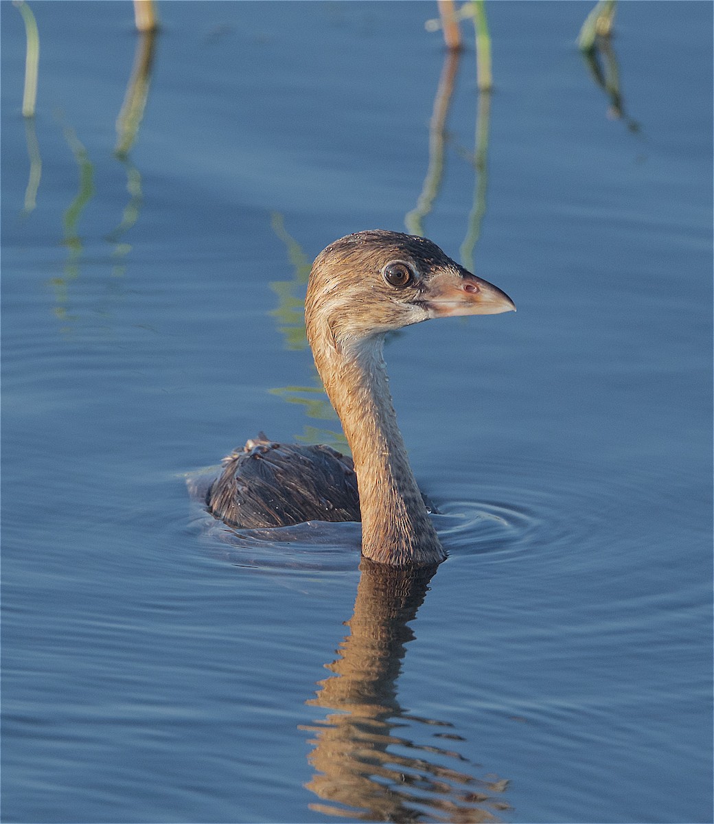 Pied-billed Grebe - ML248539481