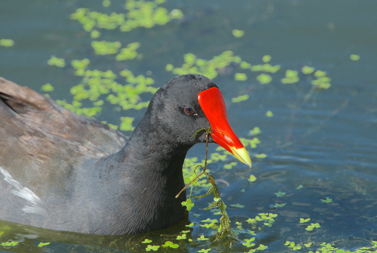 Common Gallinule - ML248539591