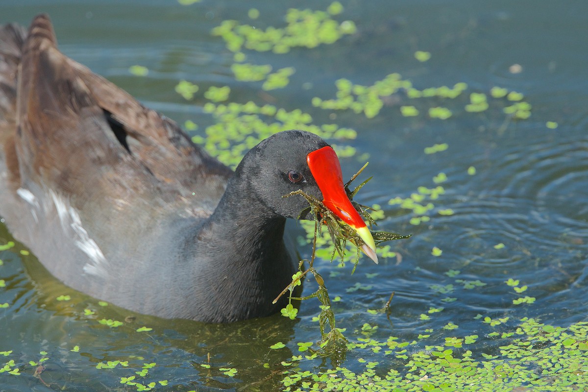 Common Gallinule - ML248539611