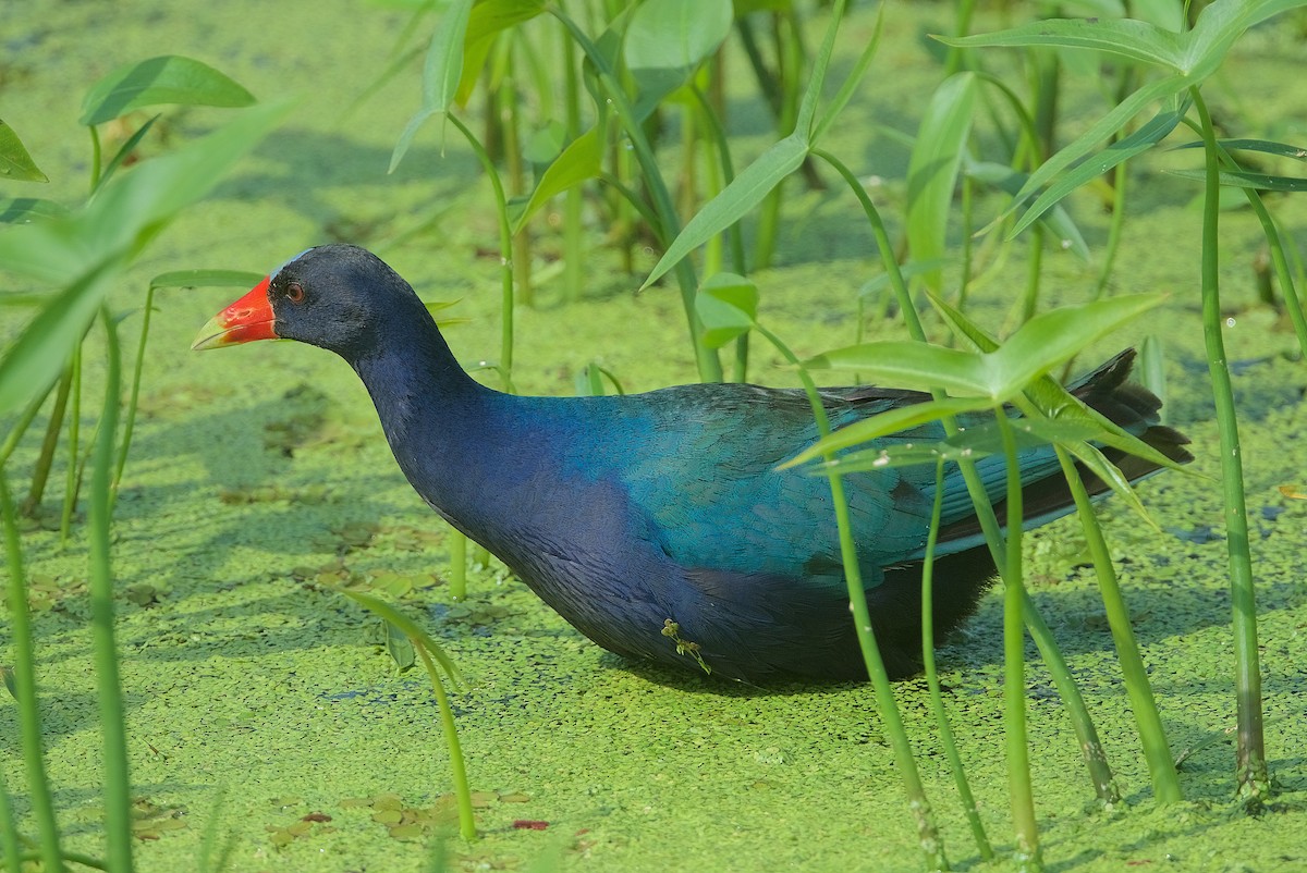 Purple Gallinule - ML248539671