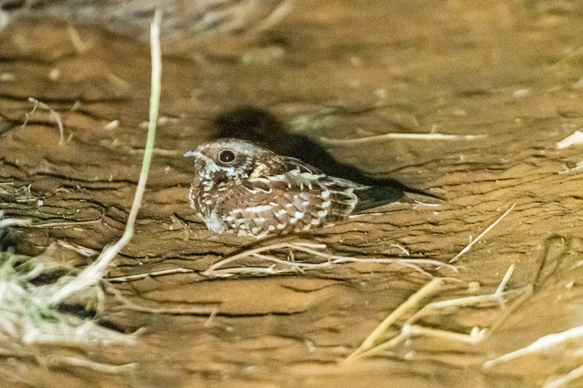 Donaldson Smith's Nightjar - ML248539681