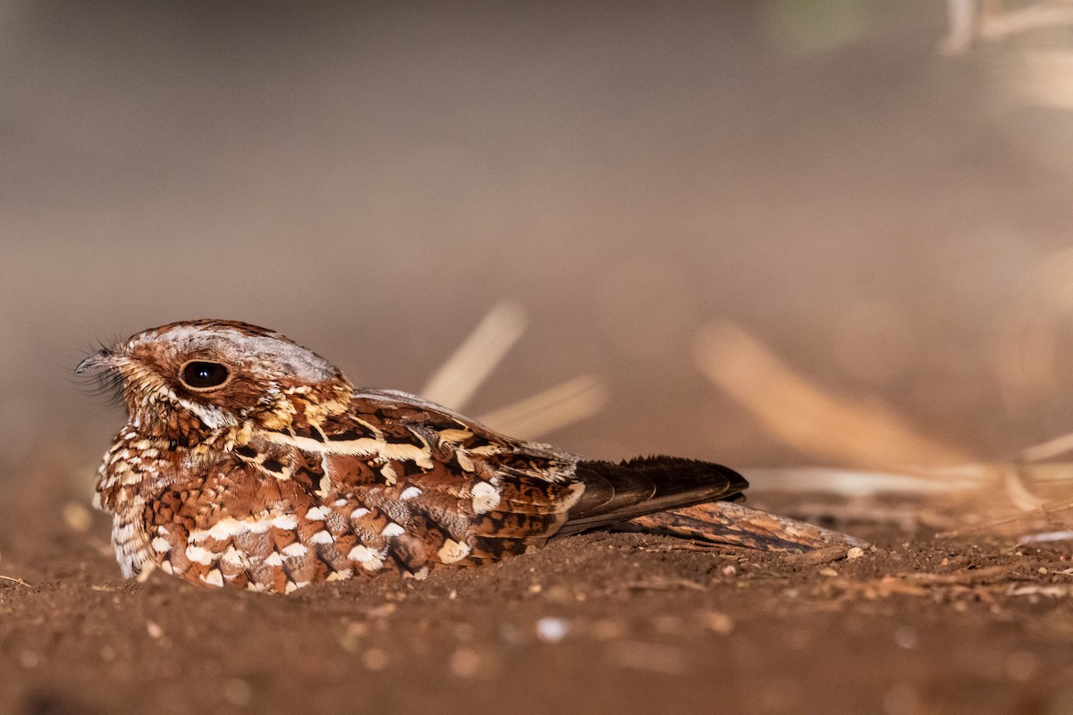 Donaldson Smith's Nightjar - ML248539701
