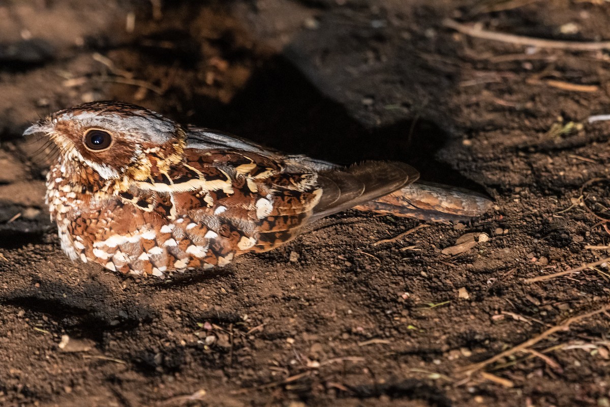 Donaldson Smith's Nightjar - ML248539711