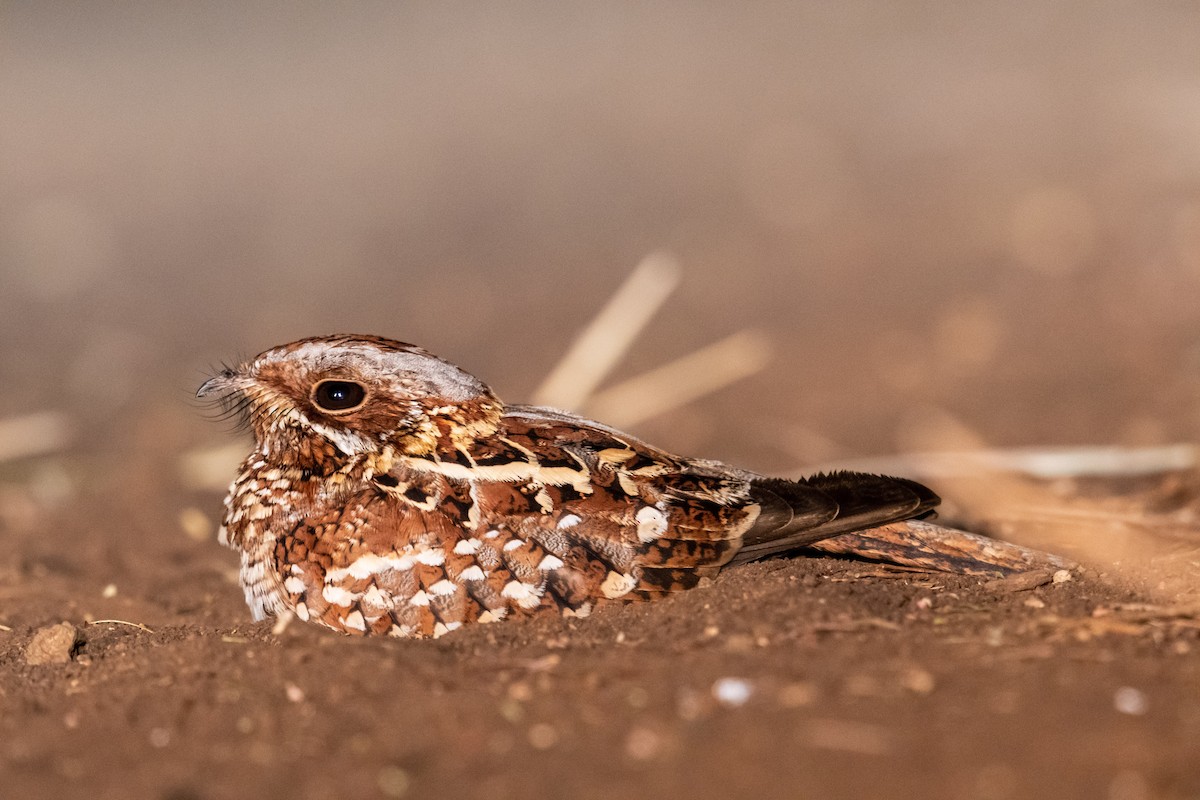 Donaldson Smith's Nightjar - ML248539721