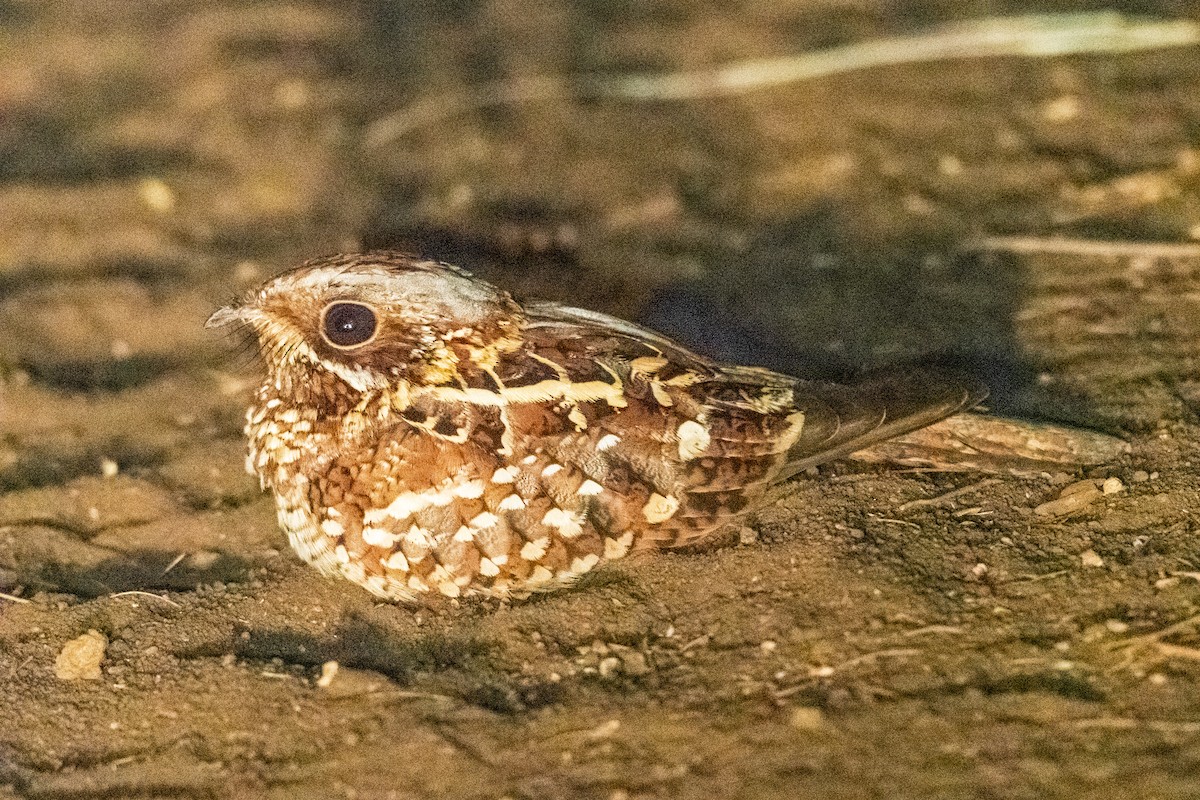 Donaldson Smith's Nightjar - ML248539741