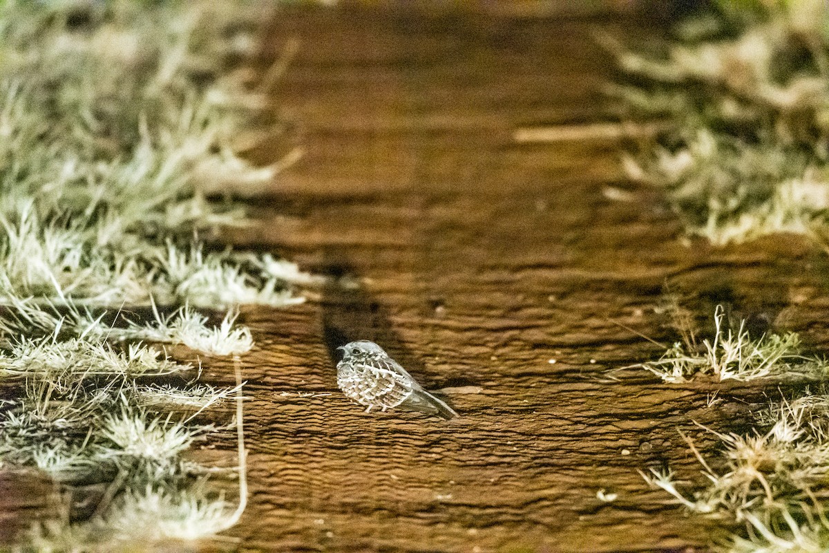 Donaldson Smith's Nightjar - ML248539761