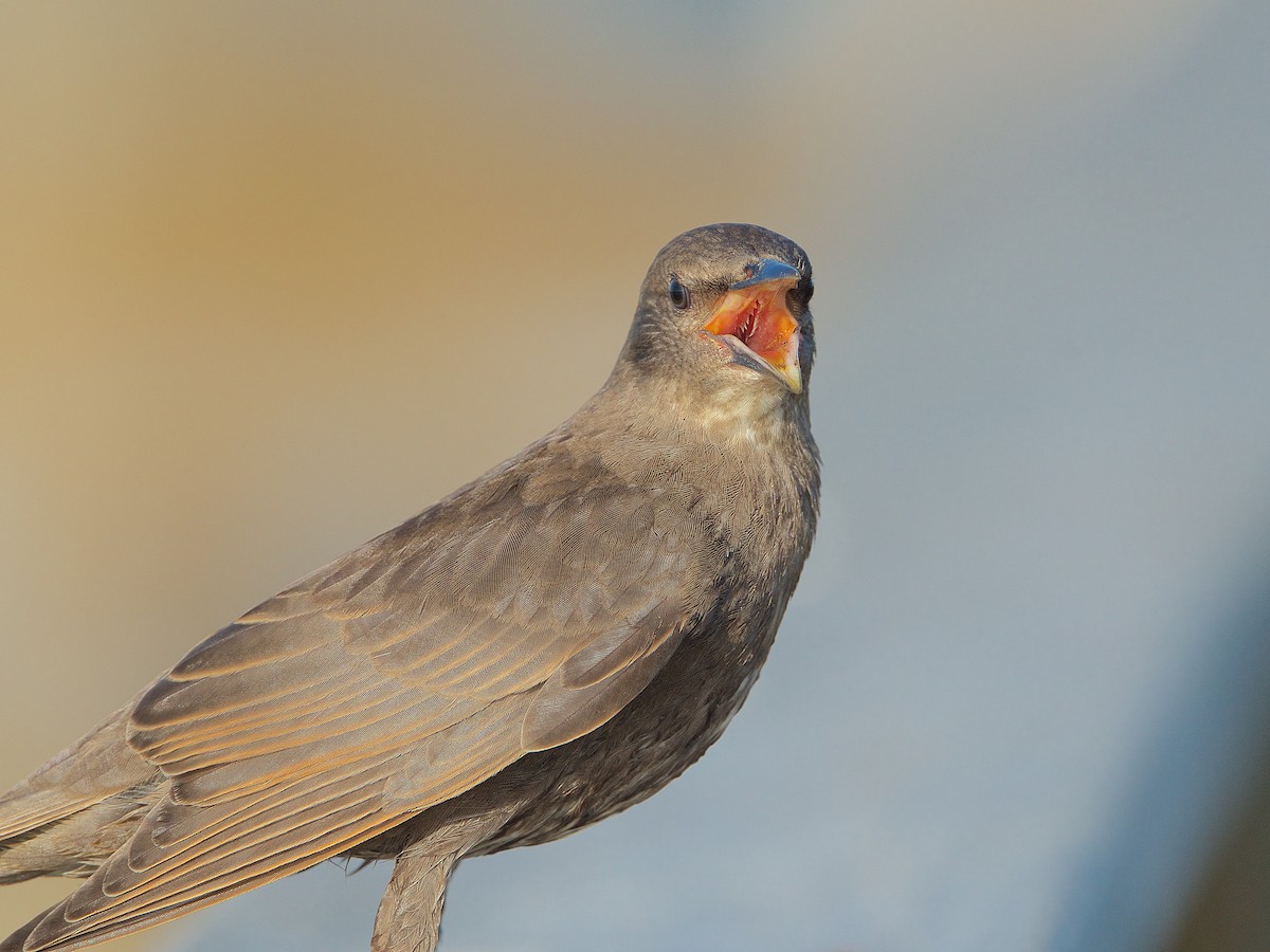 European Starling - ML248539901