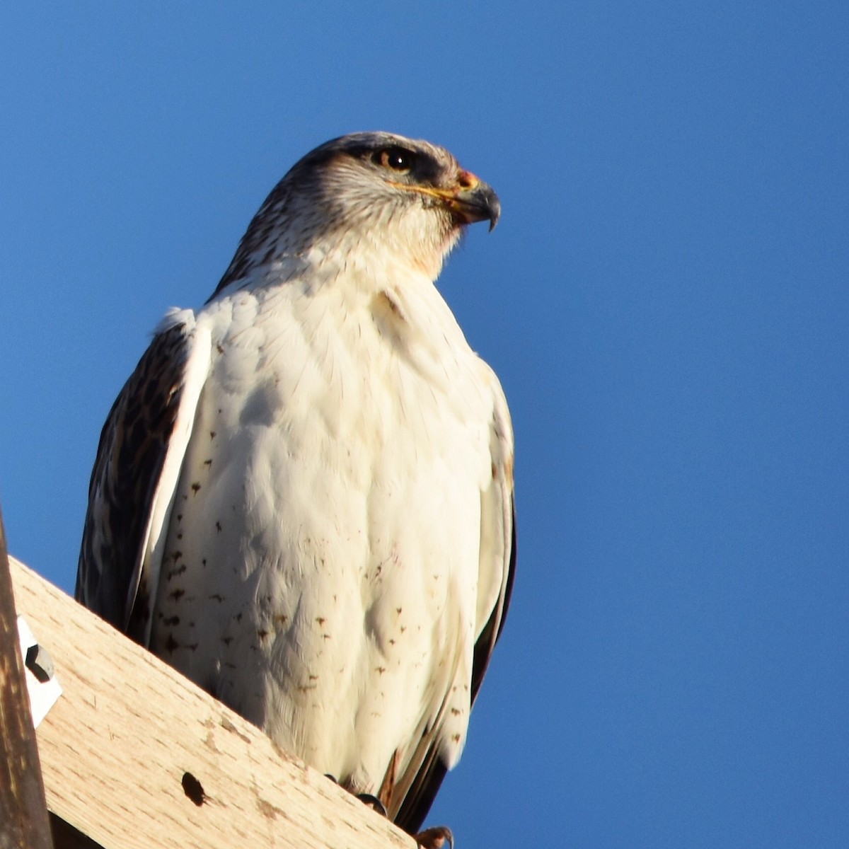 Ferruginous Hawk - ML24854021