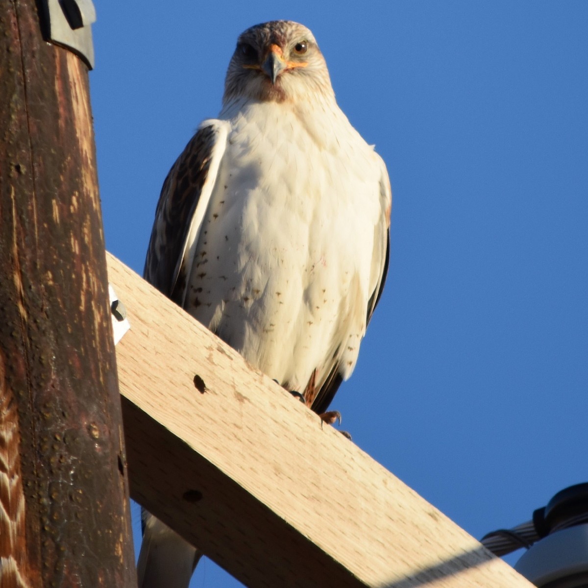 Ferruginous Hawk - ML24854031