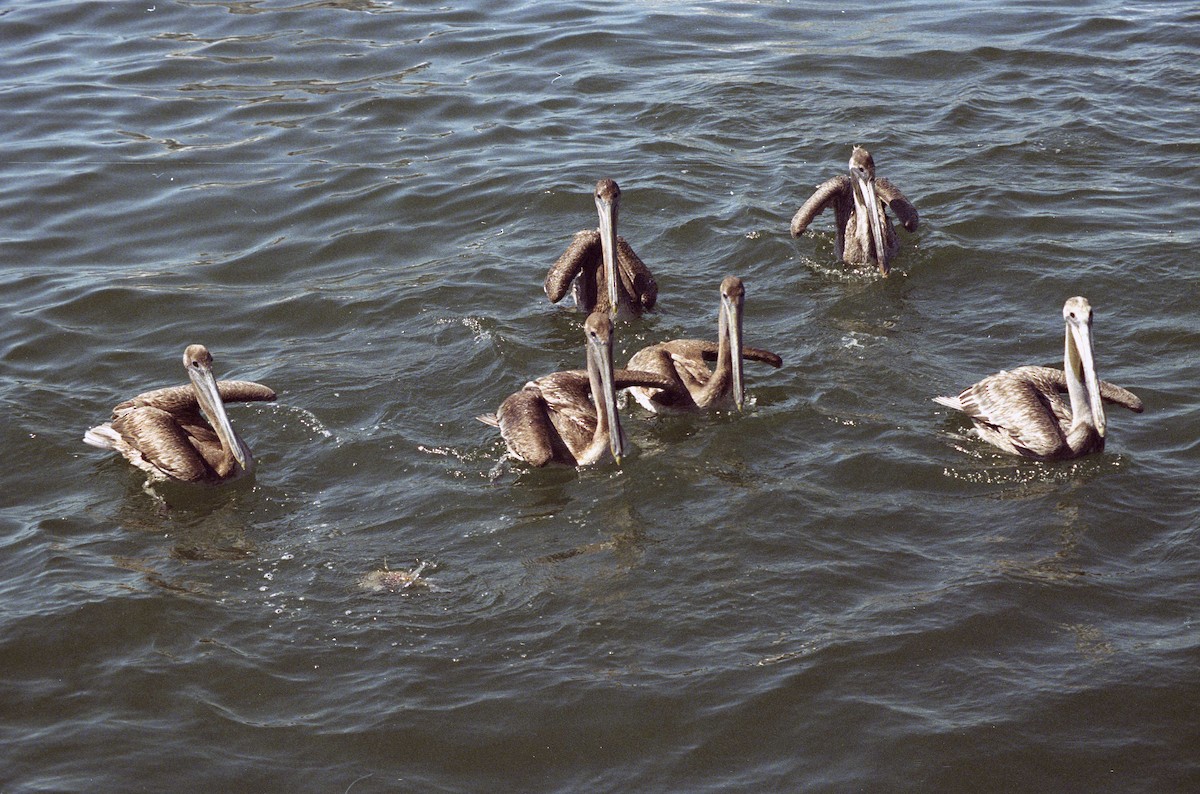 Brown Pelican - Ken Langelier