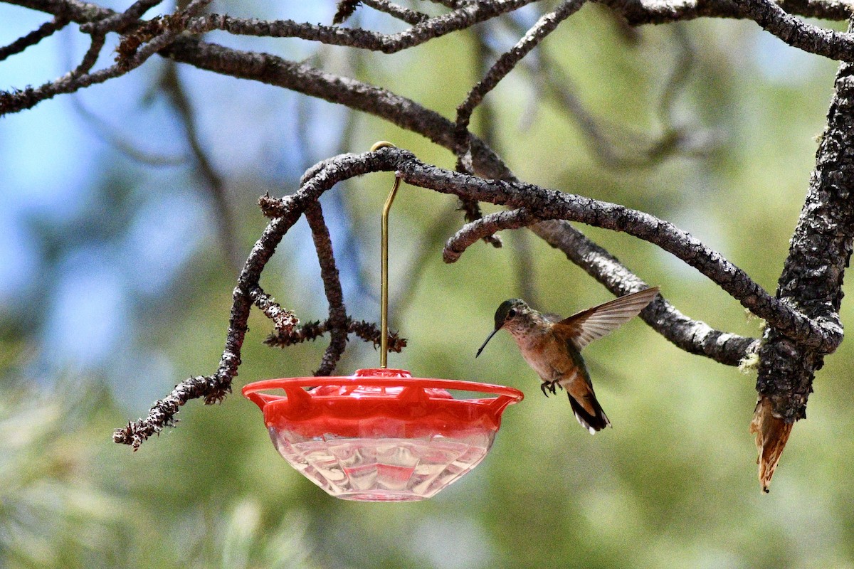 Broad-tailed Hummingbird - ML248543581
