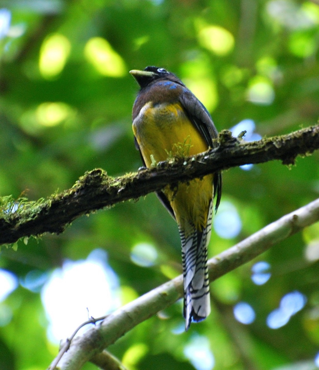 Northern Black-throated Trogon - ML24854431