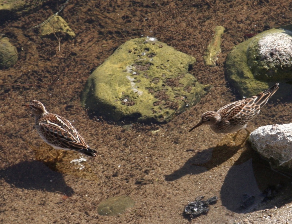 Pectoral Sandpiper - Cris Heins