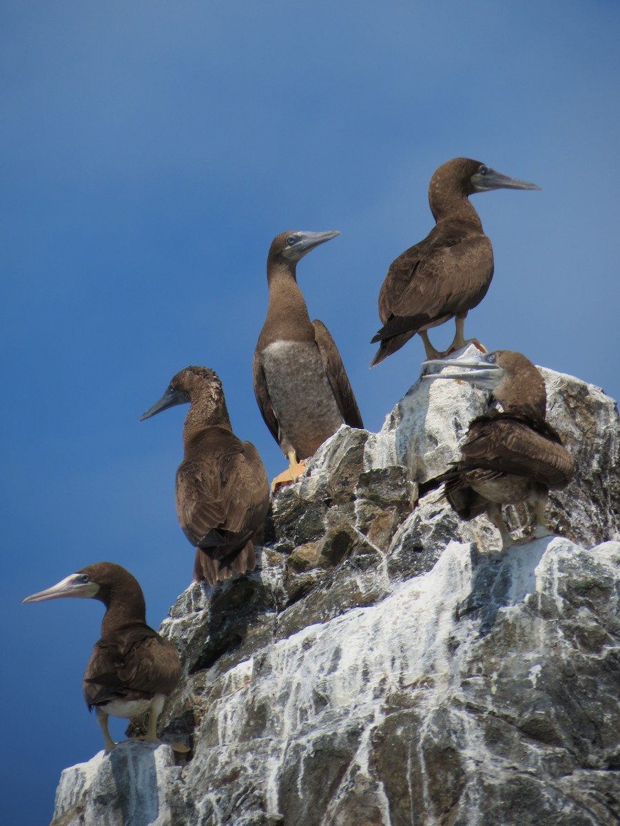 Brown Booby - ML248544541