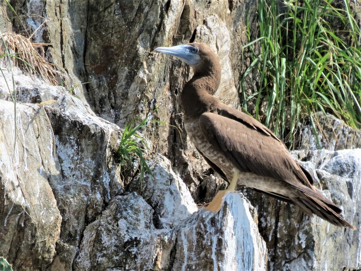 Brown Booby - ML248544921